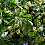 Alstonia Angustiloba