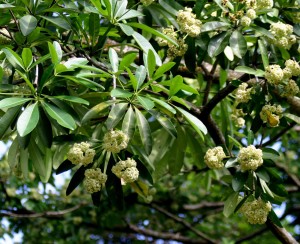 Alstonia Angustiloba