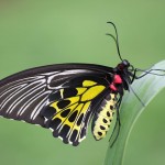 Butterfly Garden Moodbidri_