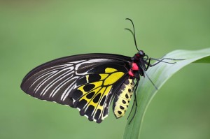 Butterfly Garden Moodbidri_