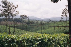 Coffee Estate