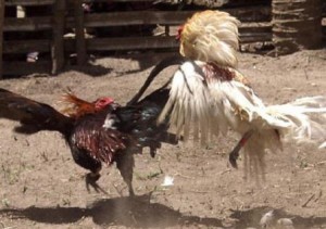 cock fight mangalore
