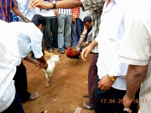 korikatta -cock fight